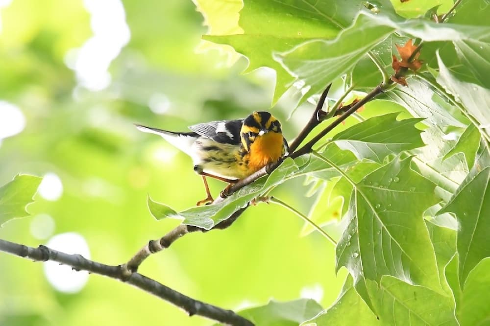Taste the World, Bird Survey: 4 Lake Houston-area events to attend this weekend, June 5-7