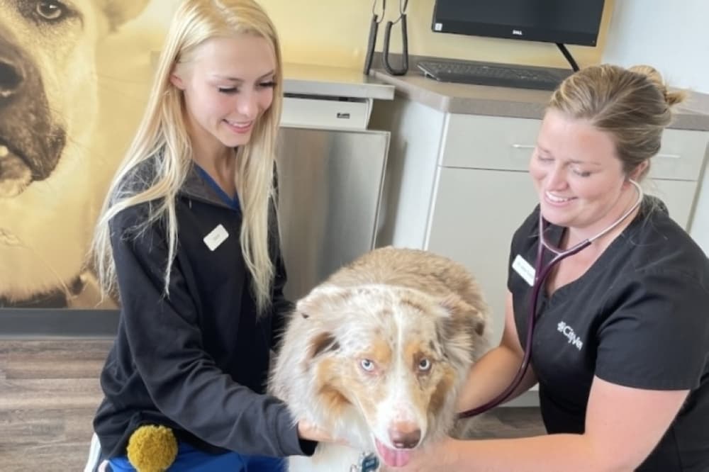 CityVet to begin caring for Georgetown pets this year