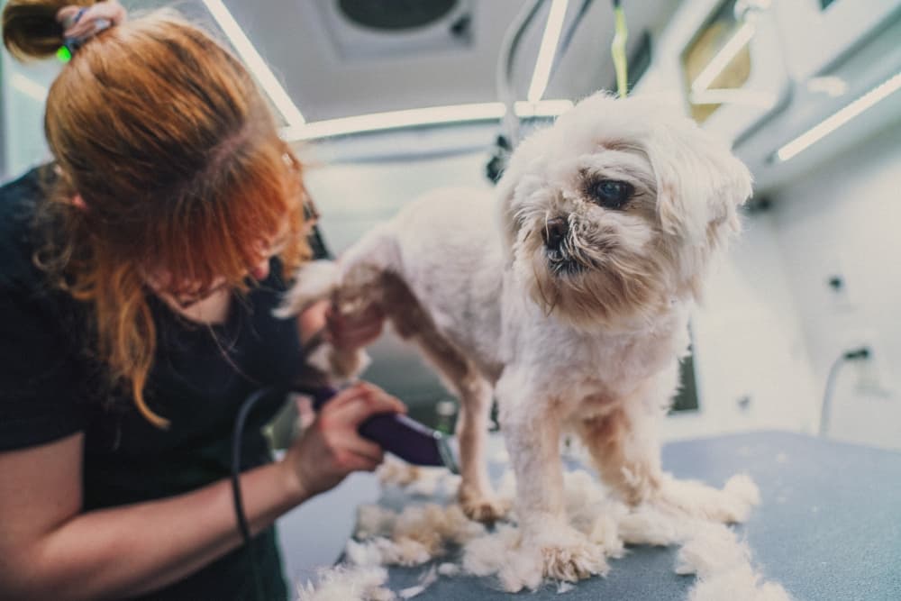 Lucky Dog Mobile Groomers launches pet grooming service in North Texas