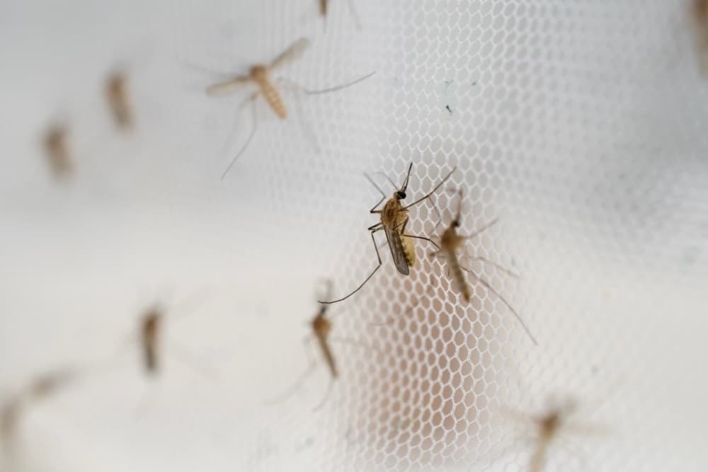 2 mosquito pools test positive for West Nile virus in Frisco