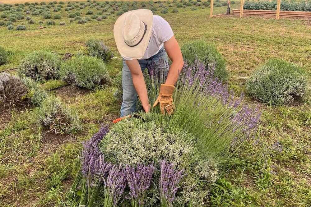 Person harvesting lavender on a farm