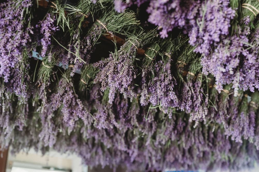 Lavender bundles