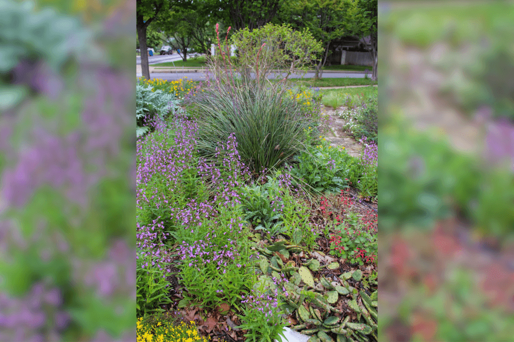 native landscaping