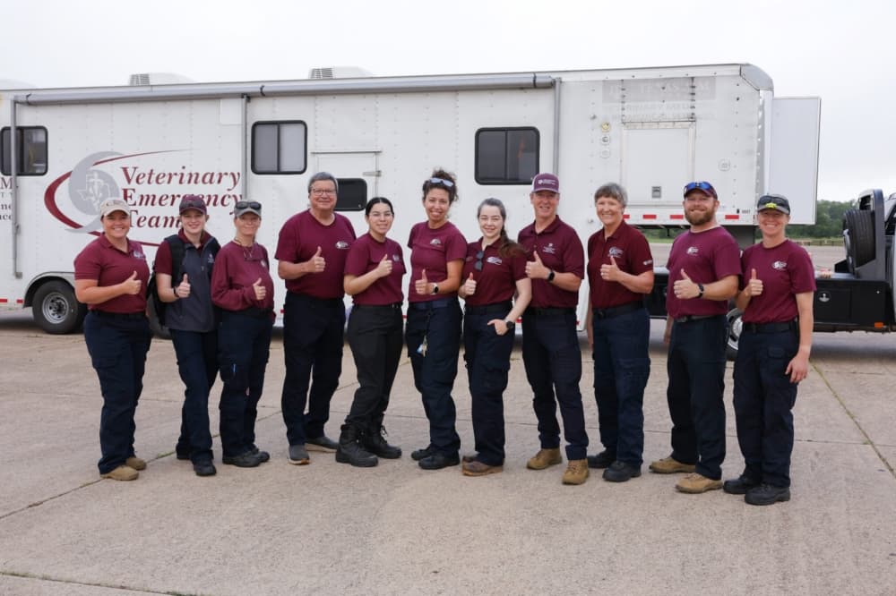 Texas A&M Veterinary Emergency Team deploy to help combat screwworm outbreak