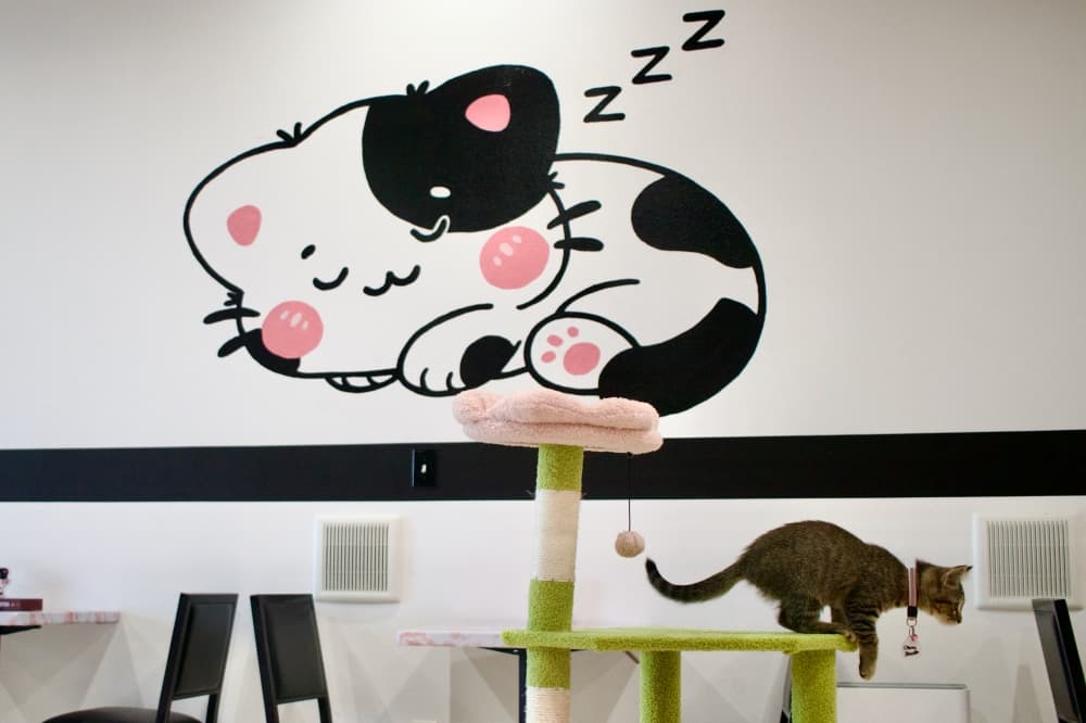 Bubble Cat Cafe offers cat lounge, adoptions in Denton