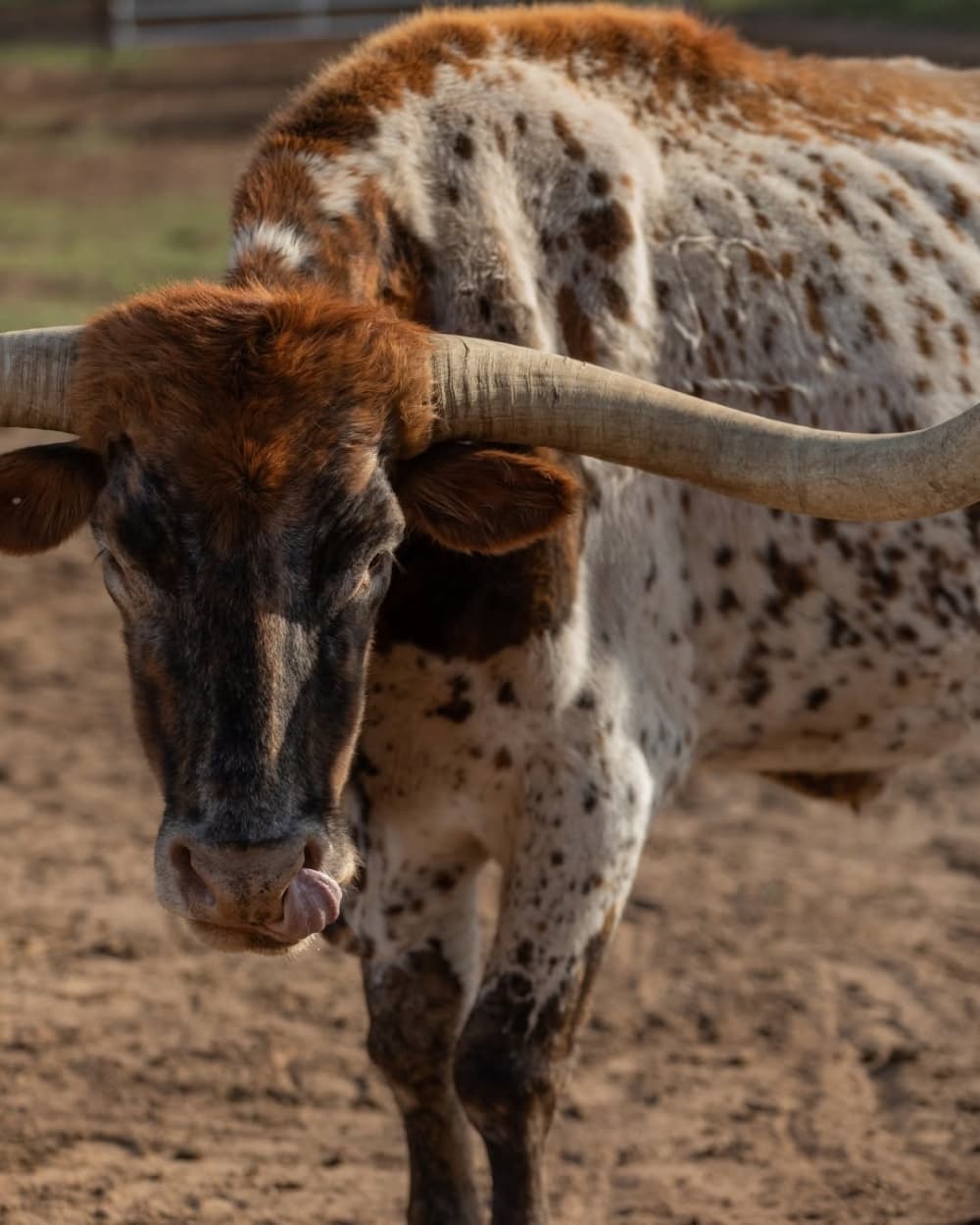 A Texas longhorn stands in a corral at Hyatt Regency Lost Pines Resort & Spa.