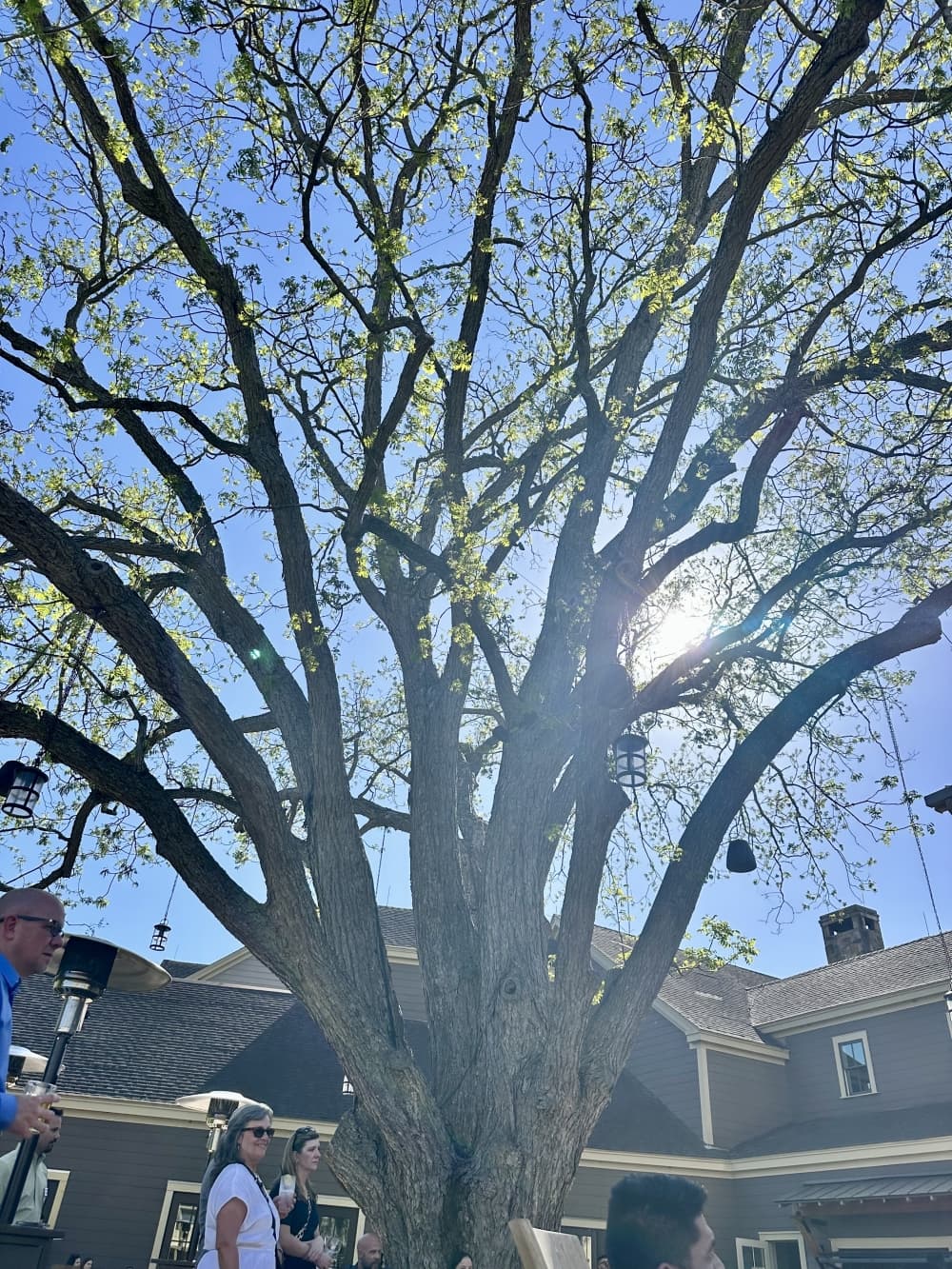 A large pecan tree grows over an outdoor patio area at Hyatt Regency Lost Pines Resort & Spa.