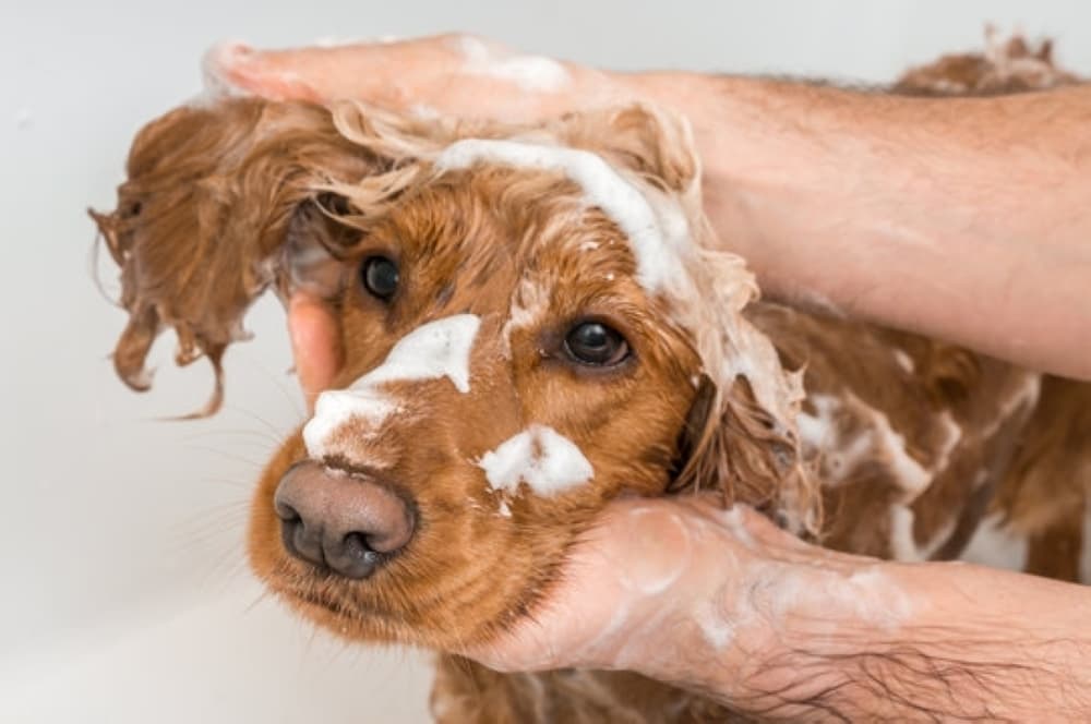 Lakeway Village Square Grooming now open