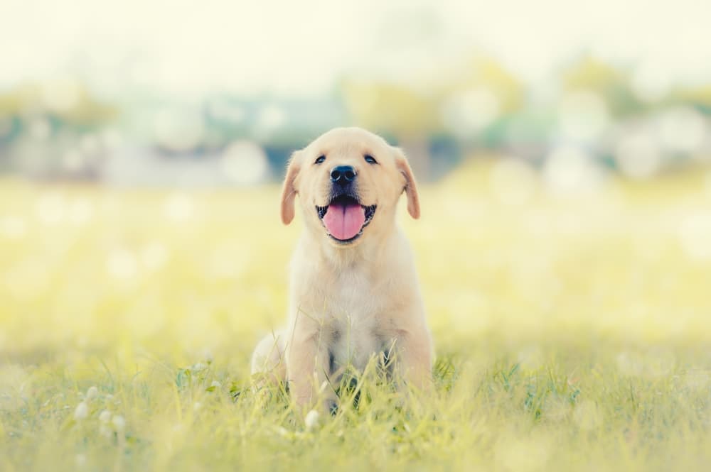 Puppy Yoga Club holds classes at Fred Astaire Dance Studios in The Woodlands