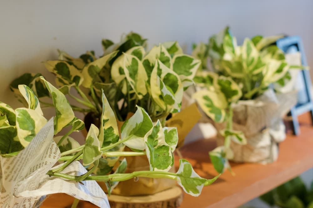 Cemaya Studio now open in Old Town Spring
