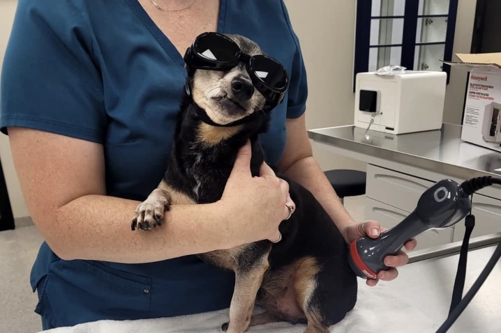 Locally owned Bayou Trails Animal Clinic now serving Cypress area