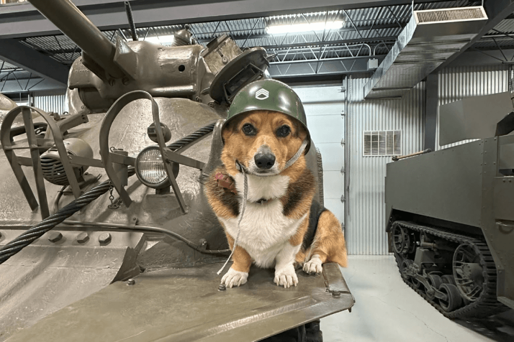College Station museum hosts 'dog day': 9 events in Aggieland, July 10-12