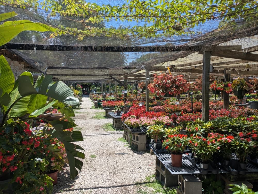Maas Nursery celebrates 75 years of plants, memories