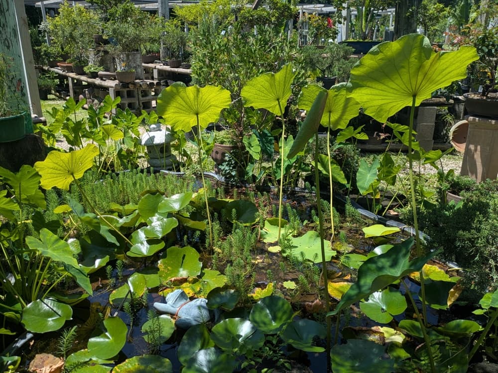 green plants in water