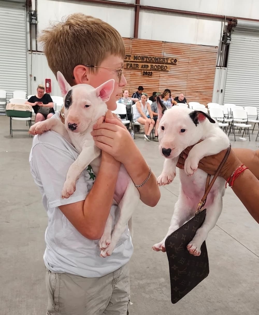 Two puppies were brought to the AABY Foundation's low-cost vaccination clinic at Bull Sallas Park to receive their vaccines. (Courtesy AABY Foundation)
