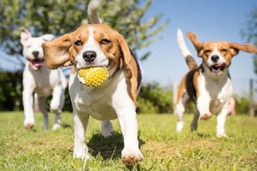 Conroe City Council approves new animal shelter programs