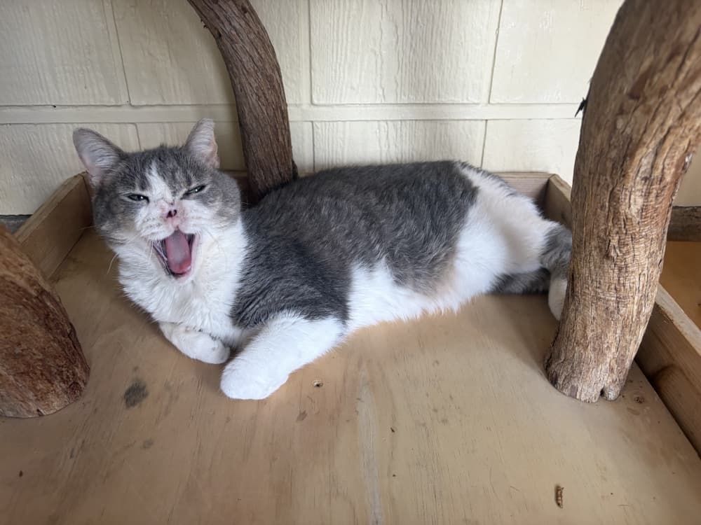 Tabbytha lost her nose while looking for a warm place to sleep in a car engine. (Darcy Sprague/Community Impact)