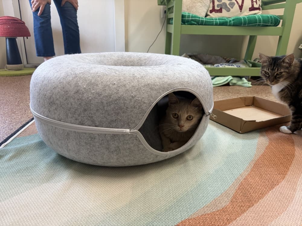 While the cats that want attention are given endless affection, those who need their space have plenty of hidey-holes. (Darcy Sprague/Community Impact)