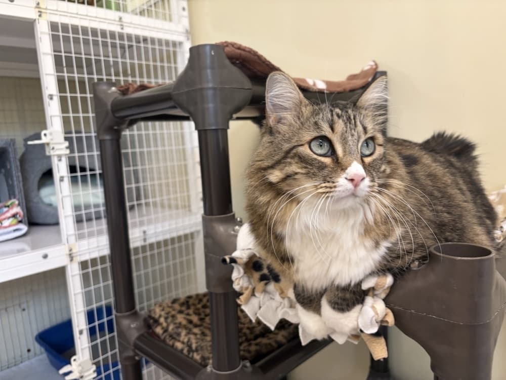 Greta is one of the many cats living safely and happily at Shadow Cats. (Darcy Sprague/Community Impact)