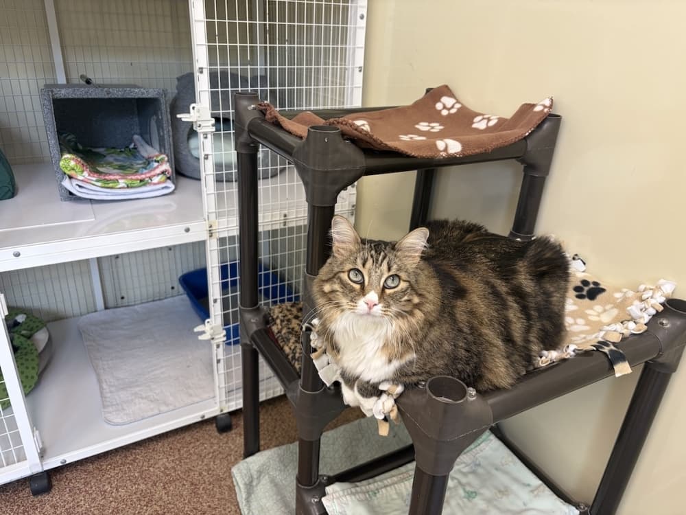 Shadow Cats provides a haven for cats in need while working to reduce future suffering