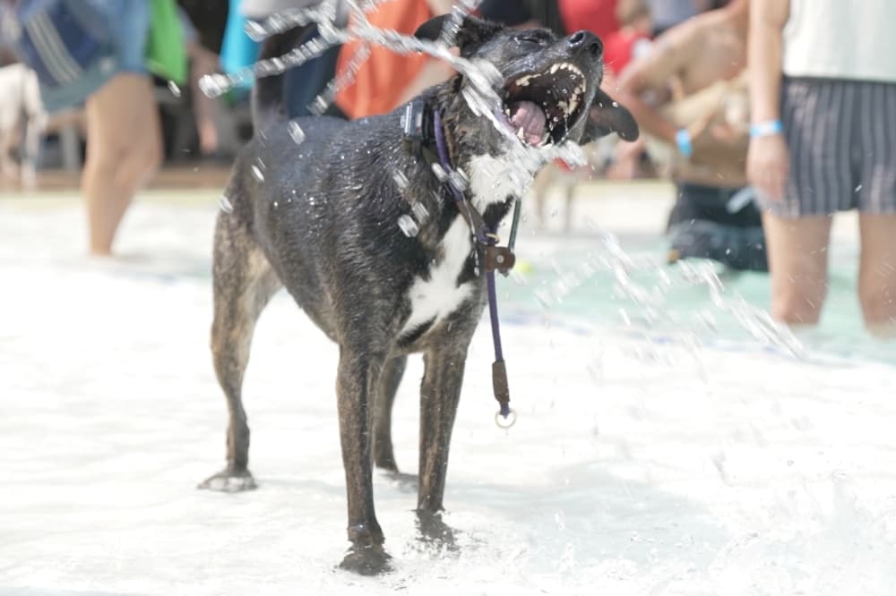 Art workshops, dog pool party: Check out 8 Denton events in September, October