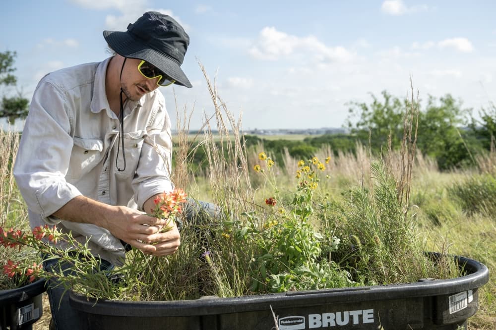 UNT students preserve local prairie botanicals for Cole Ranch development