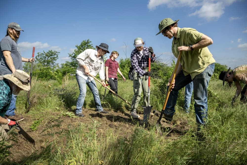 The students and volunteers are identifying and carefully moving prairie botanicals and will eventually reintroduce them back to Cole Ranch once landscaping beings. (Courtesy Ahna Hubnik/UNT)