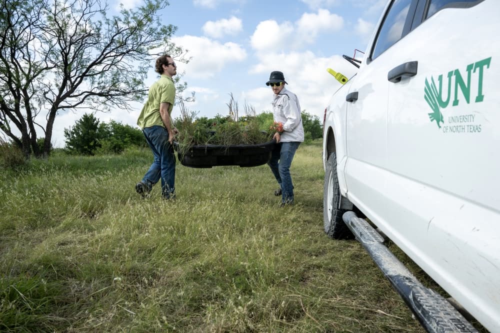 Students and volunteers are will cultivate and relocate the plants until they are ready to be reintroduced to the prairie land where Cole Ranch will sit. (Courtesy Ahna Hubnik/UNT)