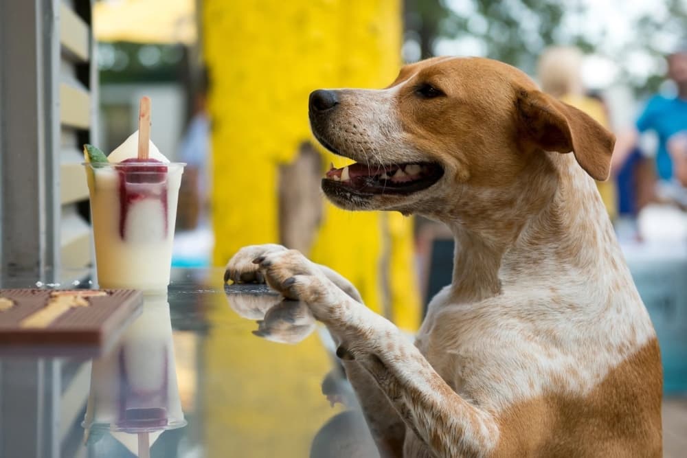 Brews and Paws now open in Northwest Austin