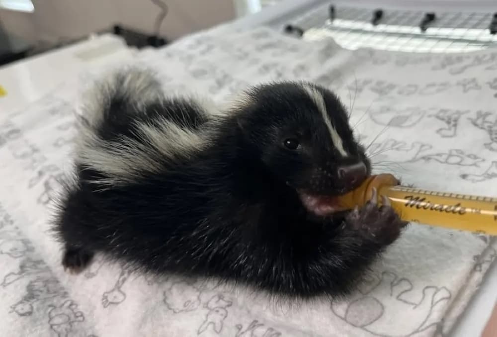 Whataburger, wildlife and wellness : 7 Bastrop business updates from July