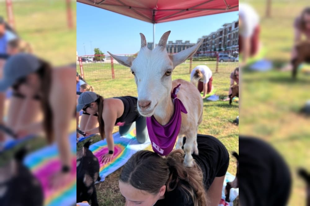 Goat Yoga, Back to School Bash: 5 Dallas-Fort Worth events to check out Aug. 7-9