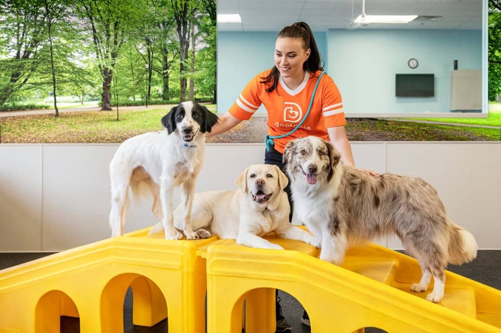 Dogtopia to open first Denton location this fall