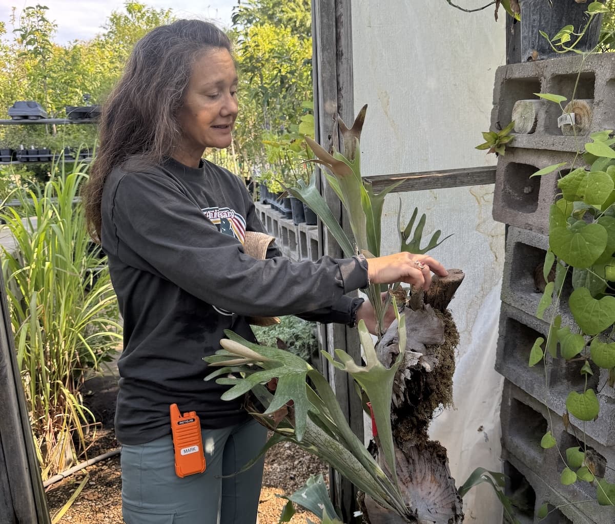 McIntire’s Garden Center in Georgetown celebrates 50 years in bloom