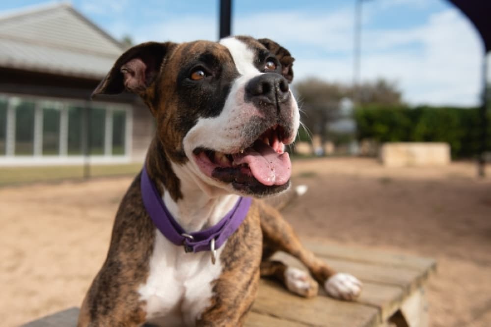 WilCo officials approve $2M in additional funds for animal shelter expansion