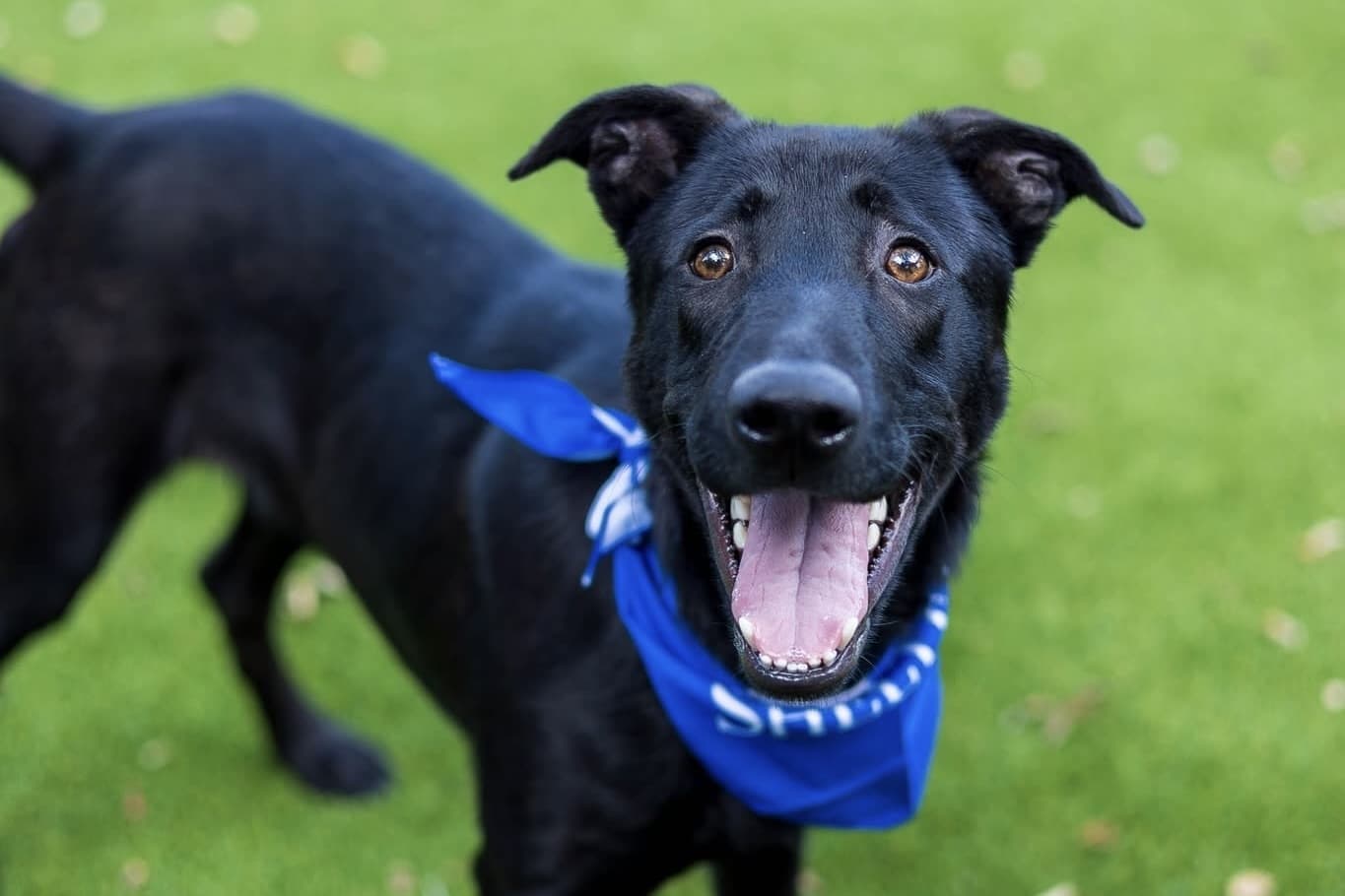 Live music, pet adoption: 5 free Allen events to attend this weekend, Aug. 21-23