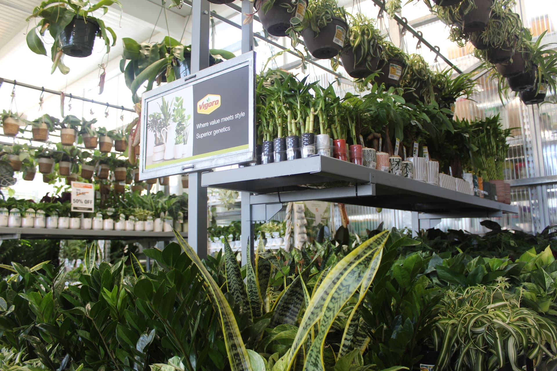 A display of leafy green plants for sale