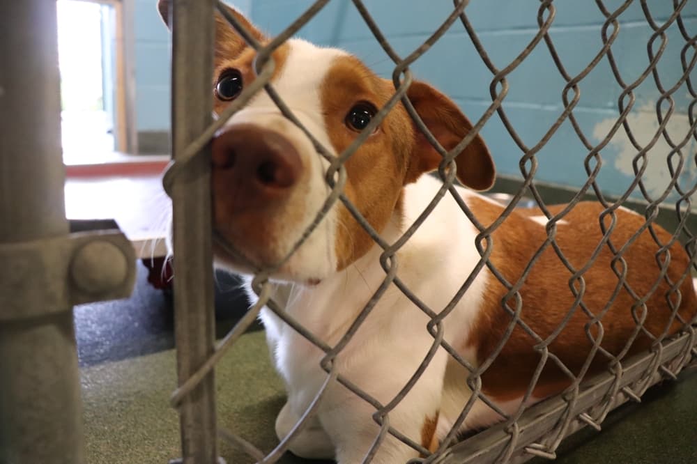 Kyle council to no longer consider Kyle Vista Park for animal shelter