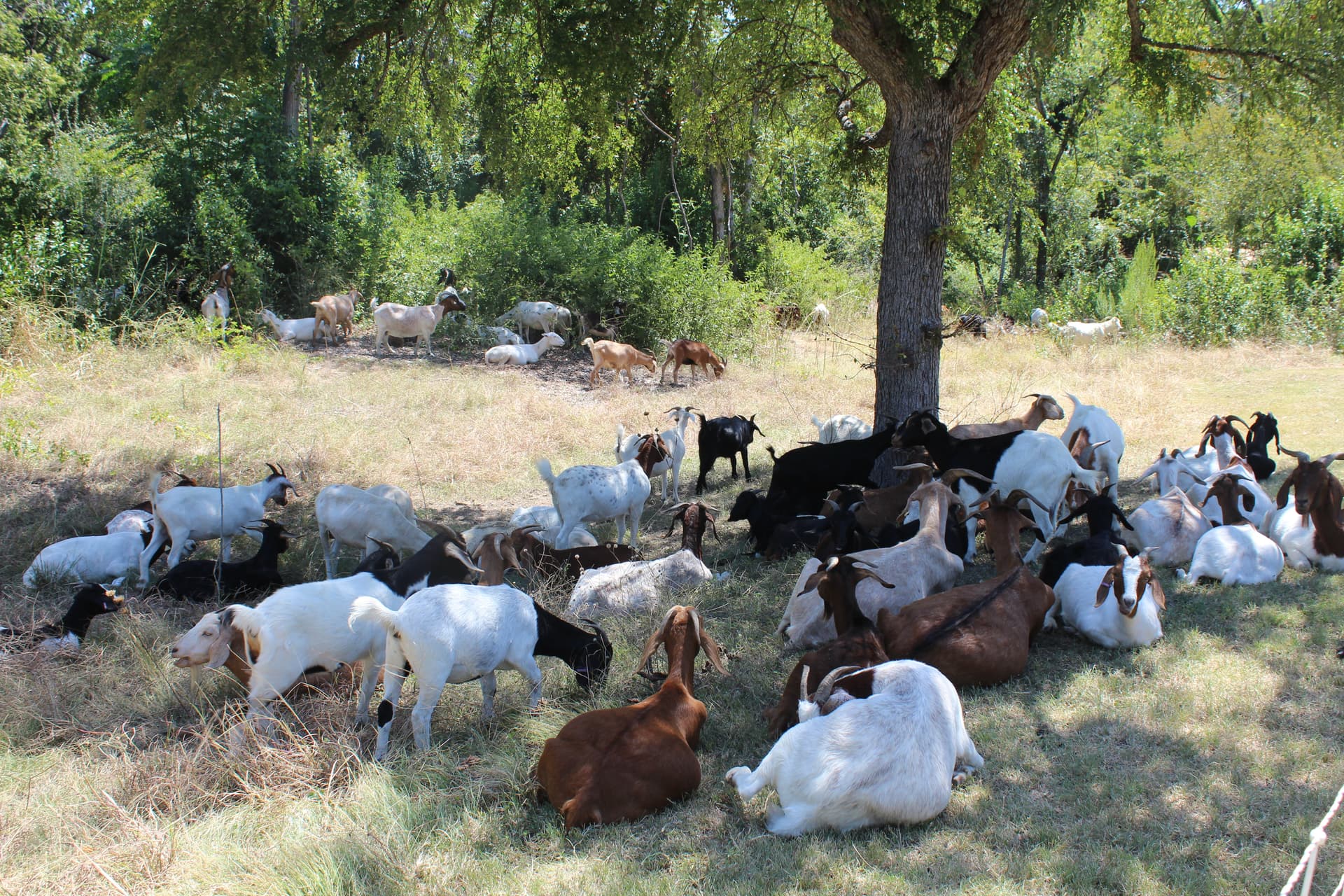 More than 400 goats return to graze their way through Pflugerville