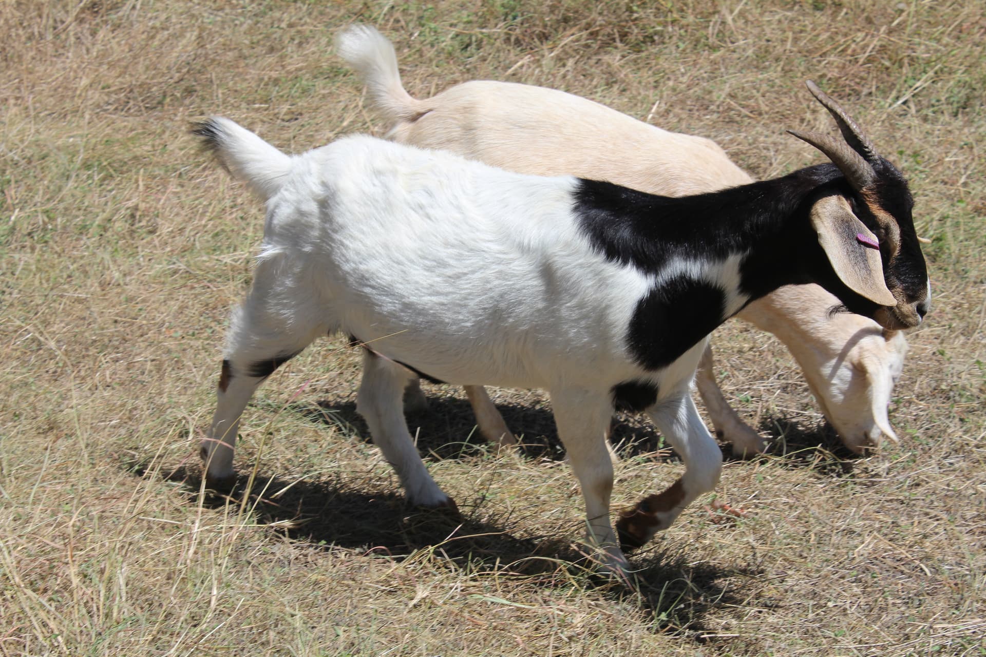 Through a partnership with Goatscpaing LLC, Pflugerville brought in a herd of goats as natural landscapers. (Jillian Nachtigal/Community Impact) 