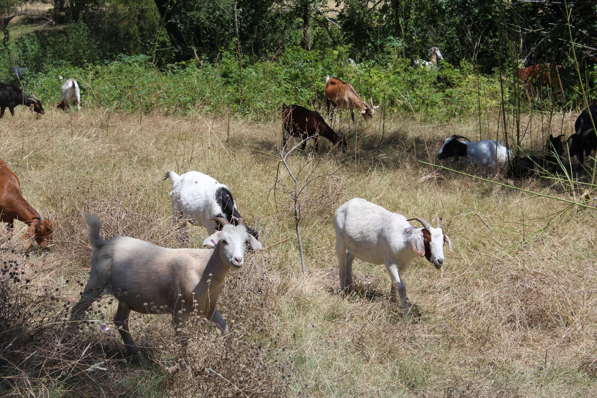 The goats are able to access areas that traditional landscaping equipment can’t reach, including creek beds, steep slopes and uneven terrain. (Jillian Nachtigal/Community Impact) 