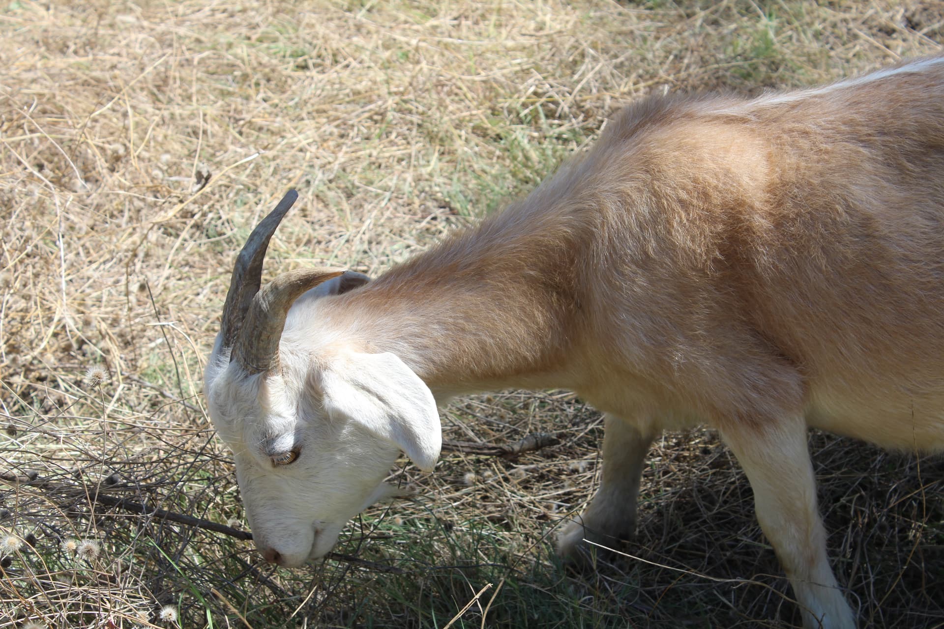 The goats typically clear 1-2 acres per day depending on vegetation thickness. (Jillian Nachtigal/Community Impact) 
