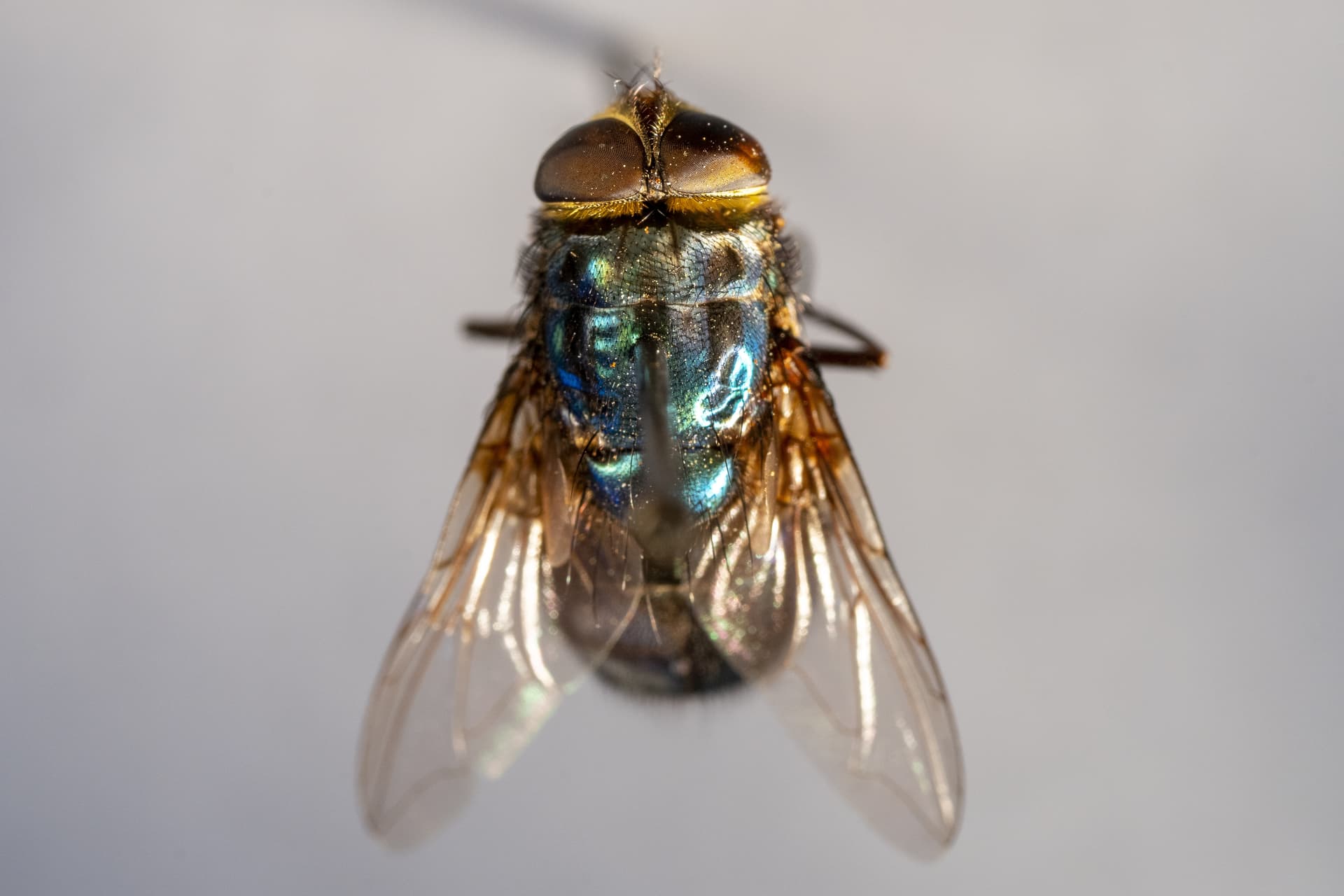 Texas A&M deploys researchers and veterinarians for screwworm response