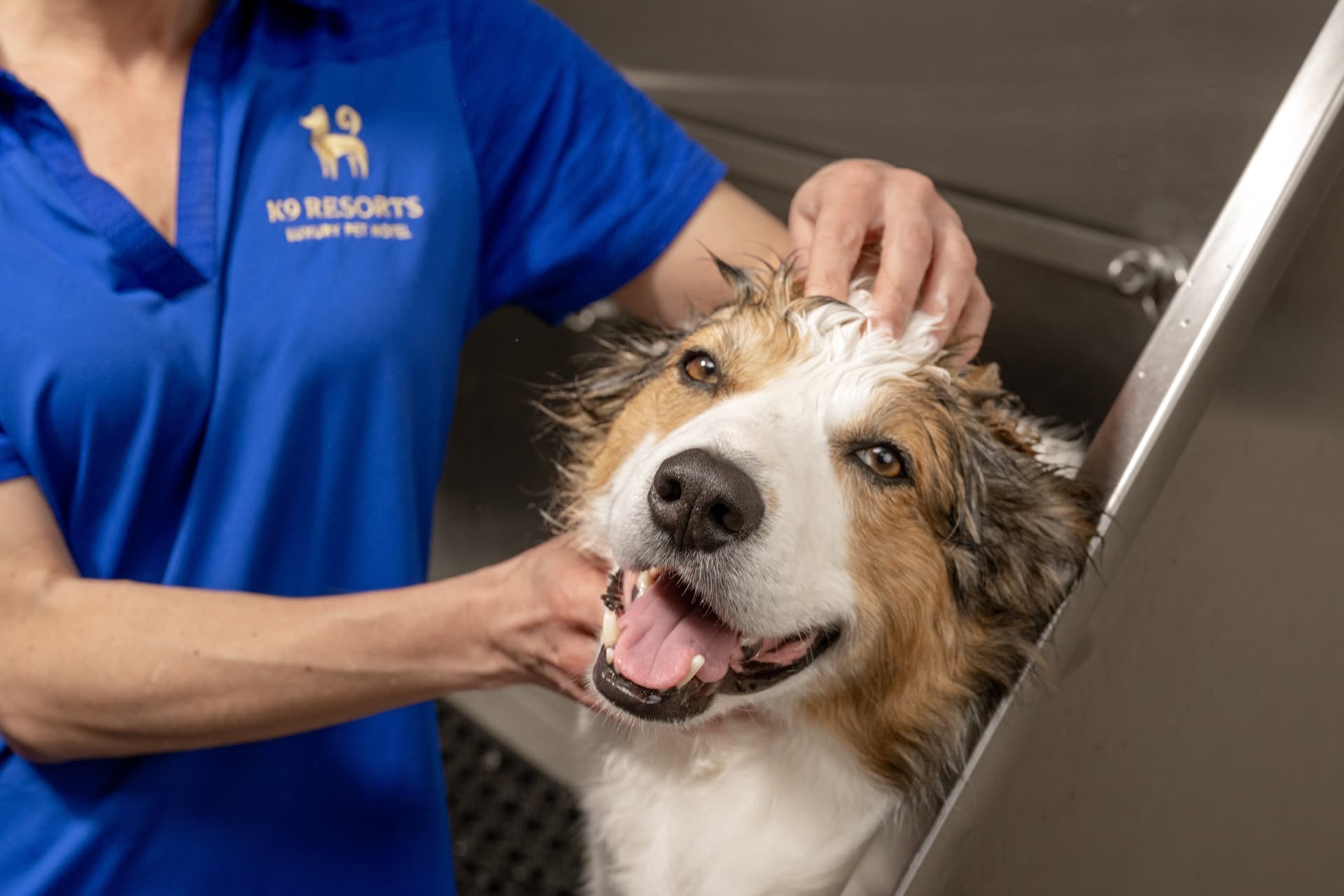 K9 Resorts in the Heights launches new wellness spa amenity