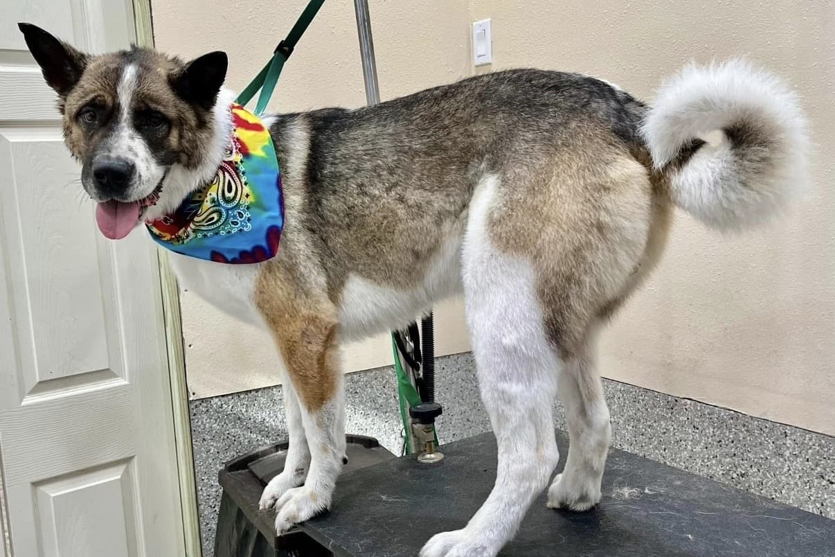 Family-owned Doggy Spa Grooming is getting sudsy in Cypress