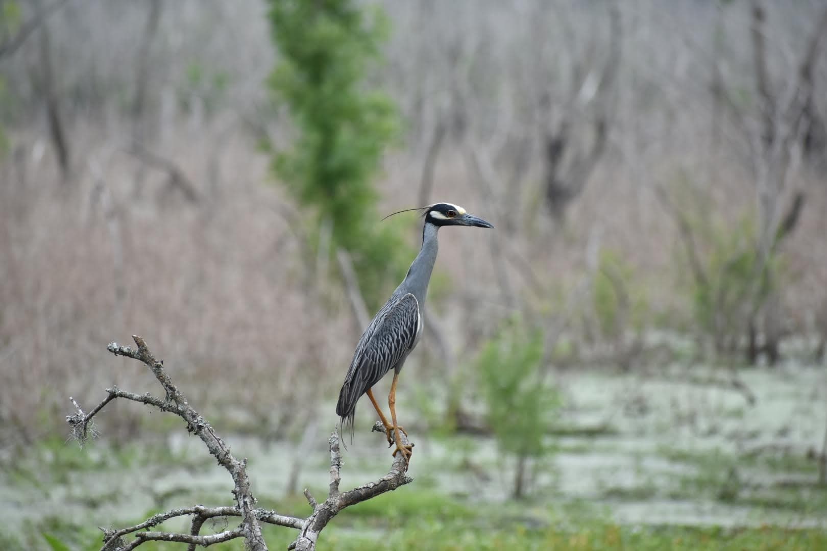 Houston Audubon renamed Birds of Houston