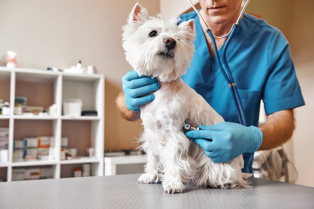 Harris County commissioners approve spay, neuter price increases