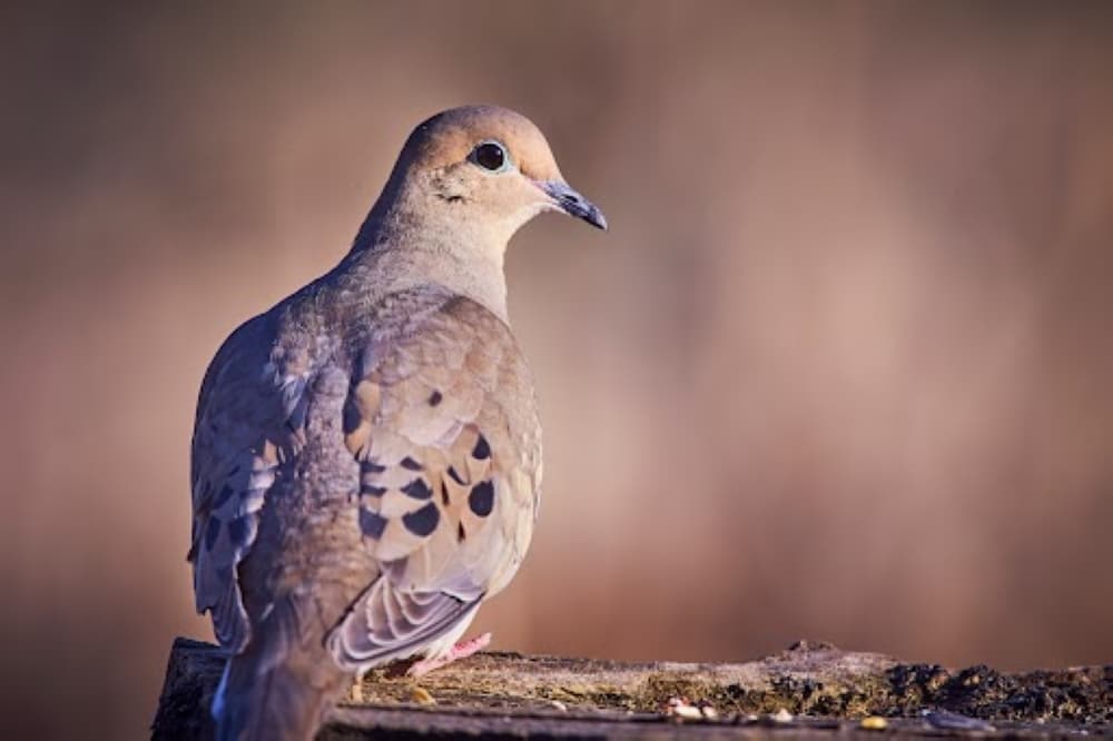 Here’s what to know about dove hunting season in Frisco