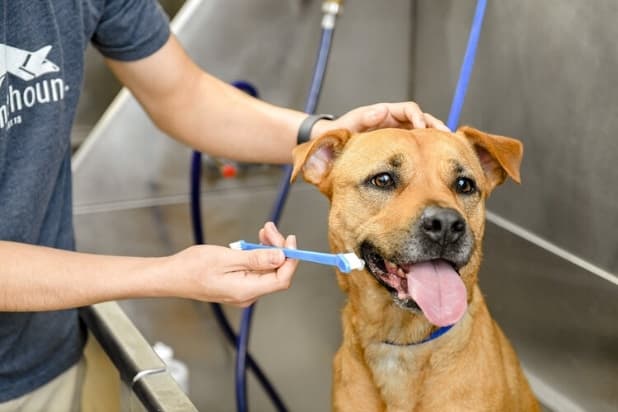 Scenthound offers holistic dog grooming in Denton