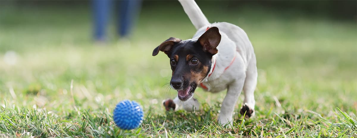 Pet Suites of America opening soon at Wortham Center Drive