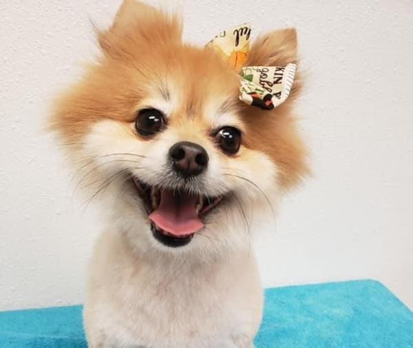 Laura's Dog Grooming reopens in New Caney after Tropical Storm Imelda